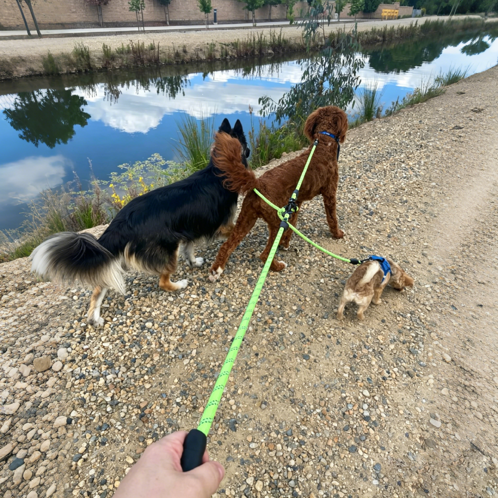 Double Dog Leash Tangle Free for Two Dogs | MNAccs90