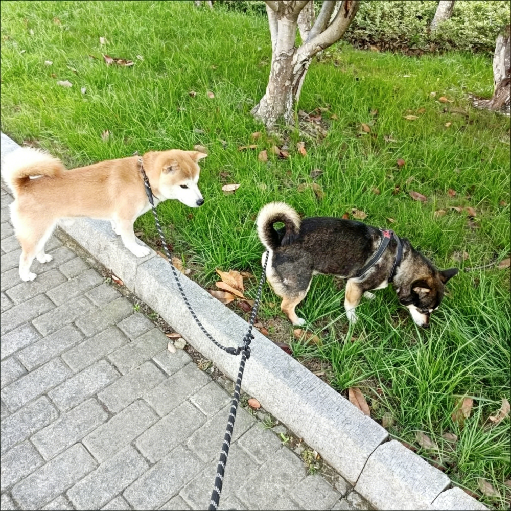 Double Dog Leash Tangle Free for Two Dogs | MNAccs90