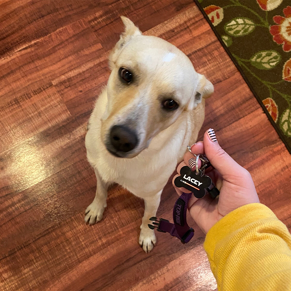 Personalized Pet Bone ID Tag | BKPet168