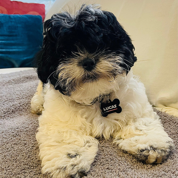 Personalized Pet Bone ID Tag | BKPet168