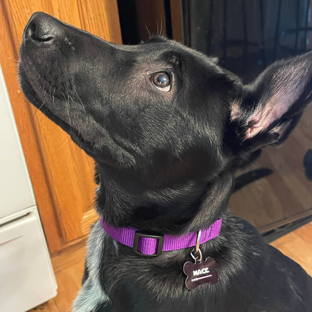 Personalized Pet Bone ID Tag | BKPet168