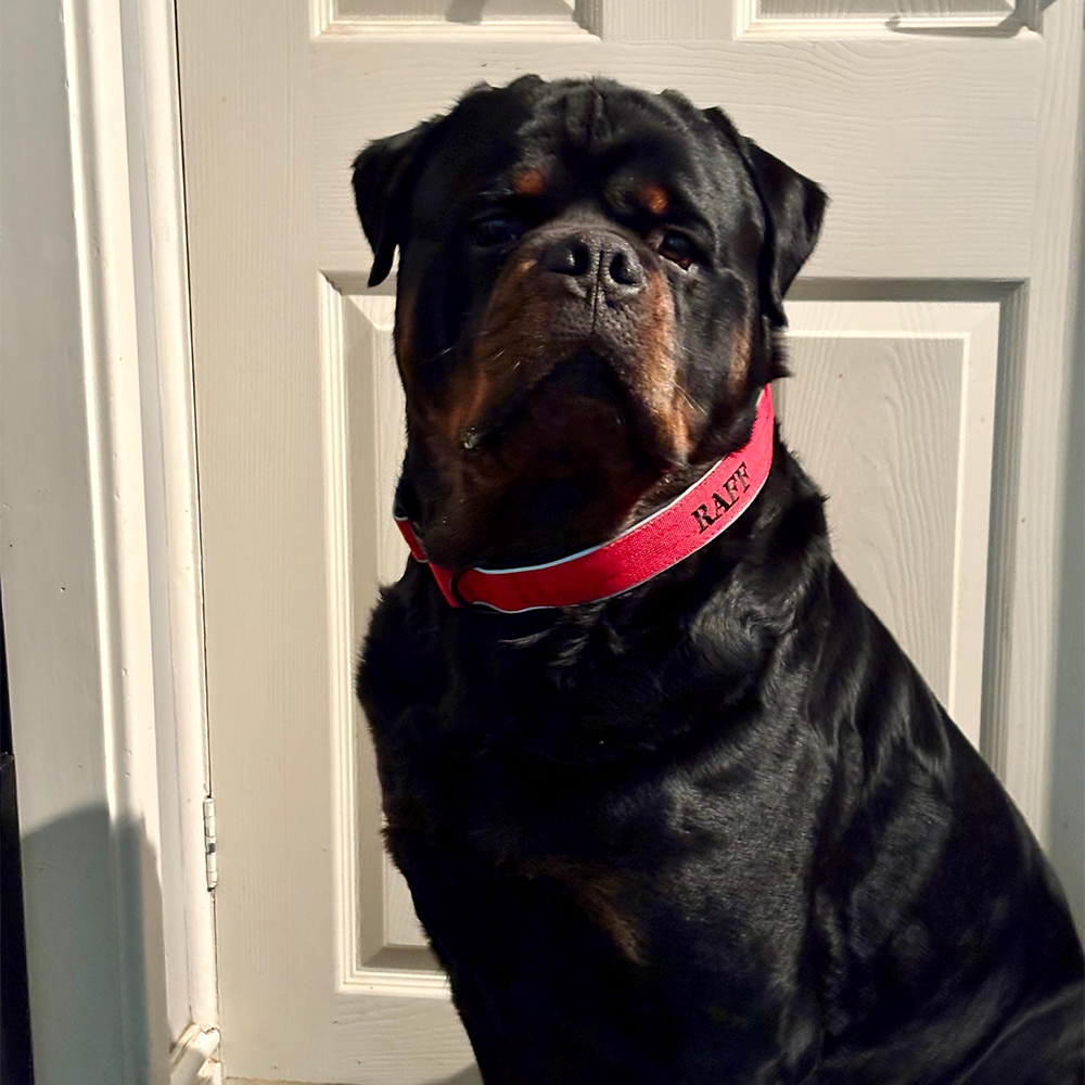 Personalized Embroidered Dog Collar & Leash Set | BKPet434