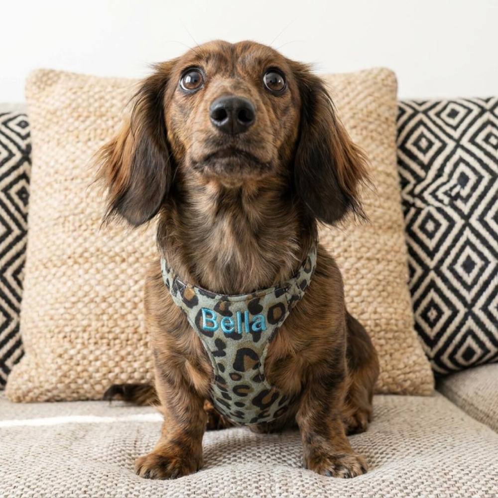 Personalized Embroidered Pet Leopard Print Harness Leash Set | MNAccs86