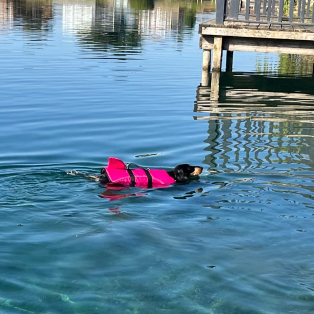 Personalized Pet Swimming Buoyancy Reflective Safety Shark Vest | BKPet407