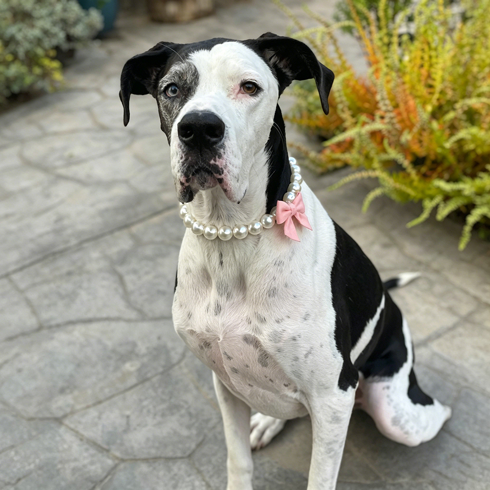 Personalized Handmade Pearl Pet Necklace with Bow | BKPet463