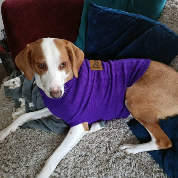 Personalized Leather Patch Pets Colourful Sweater | BKPet97