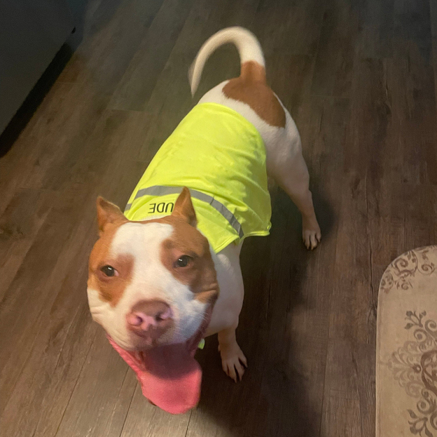 Personalized Pet Reflective Safety Bandana & Vest Set | BKPet163