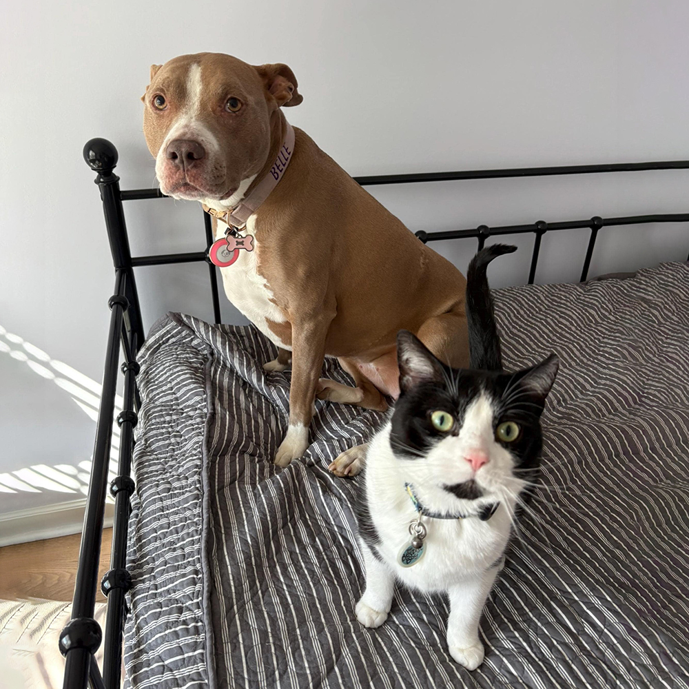 Personalized Embroidered Adjustable Velvet Pet Collar | BKPet425