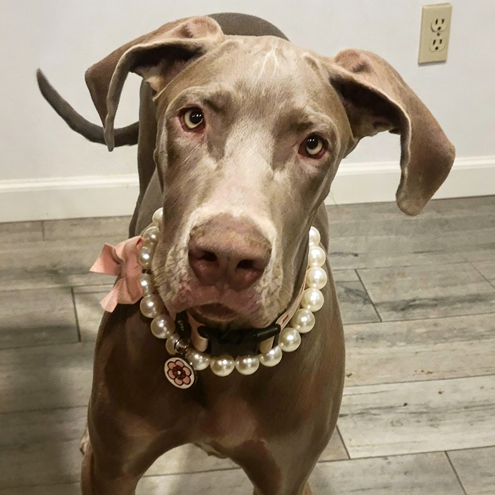 Personalized Handmade Pearl Pet Necklace with Bow | BKPet463