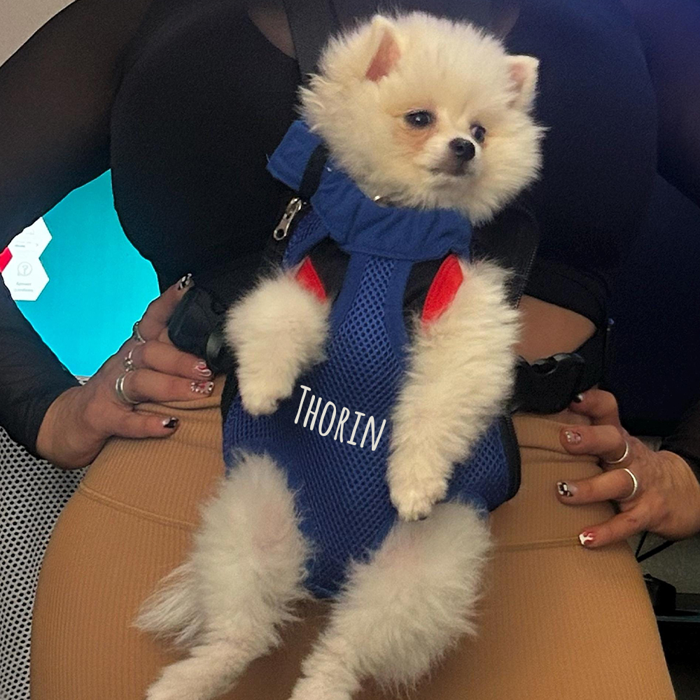 Personalized Dog Front Facing Mesh Pet Carrier | BKPet187