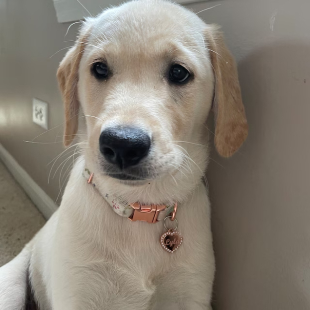 Personalized Heart Shape with Clear Rhinestones Pet Tag | BKPet84