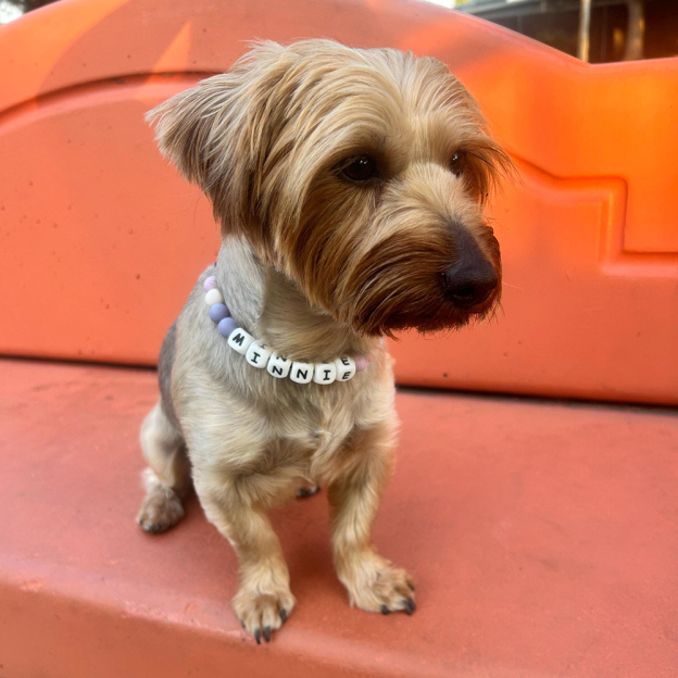 Personalized Handmade Beaded Adjustable Buckle Dog Collar | BKPet221