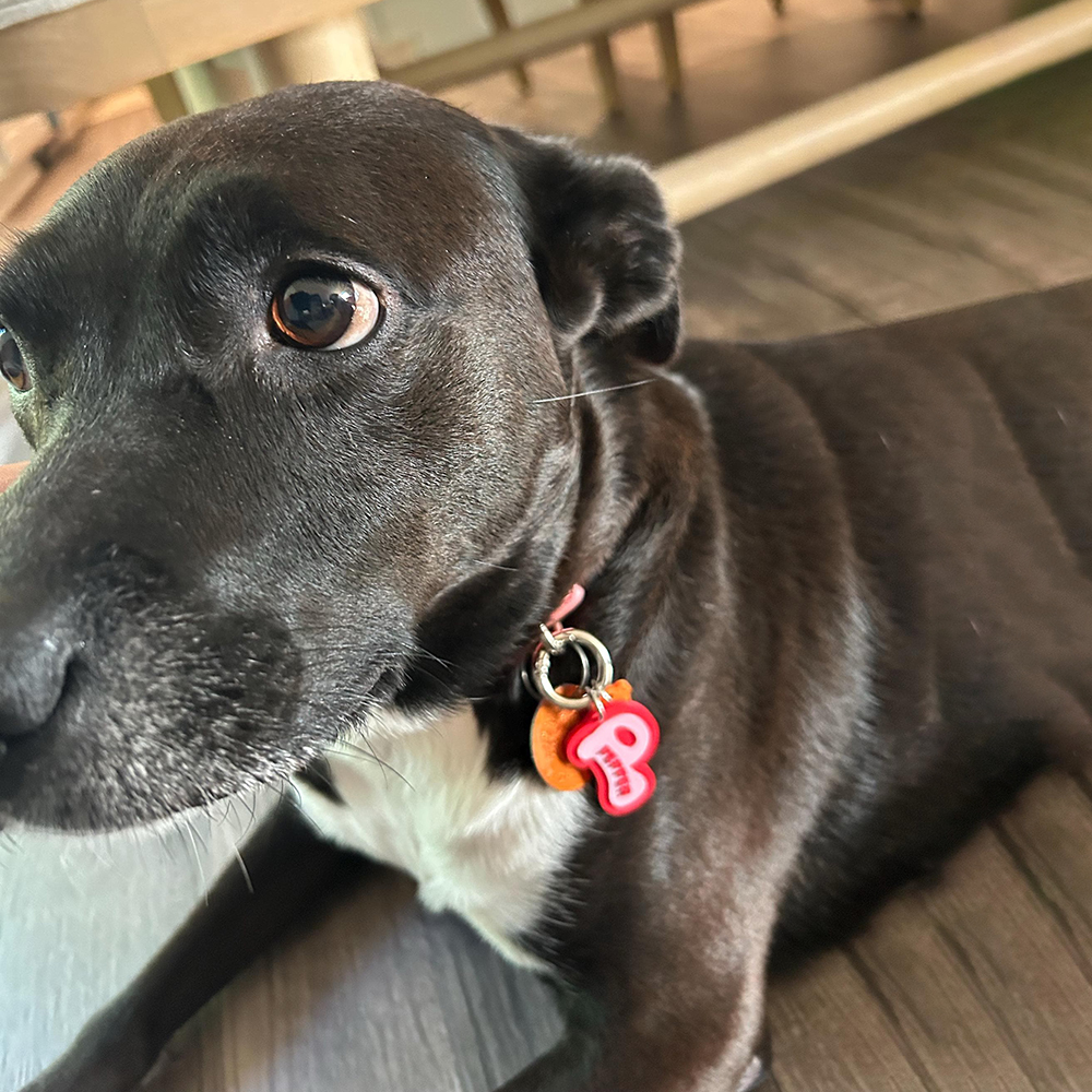 Personalized 3D Printed Initial Pet ID Tag | MNAccs132