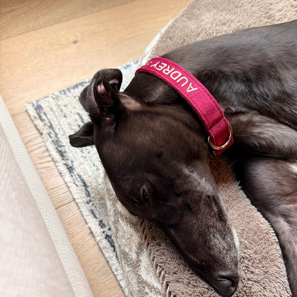 Personalized Embroidered Adjustable Velvet Pet Collar | BKPet425