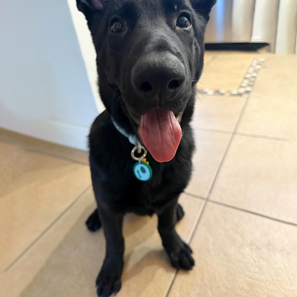 Personalized 3D Printed Initial Pet ID Tag | MNAccs132