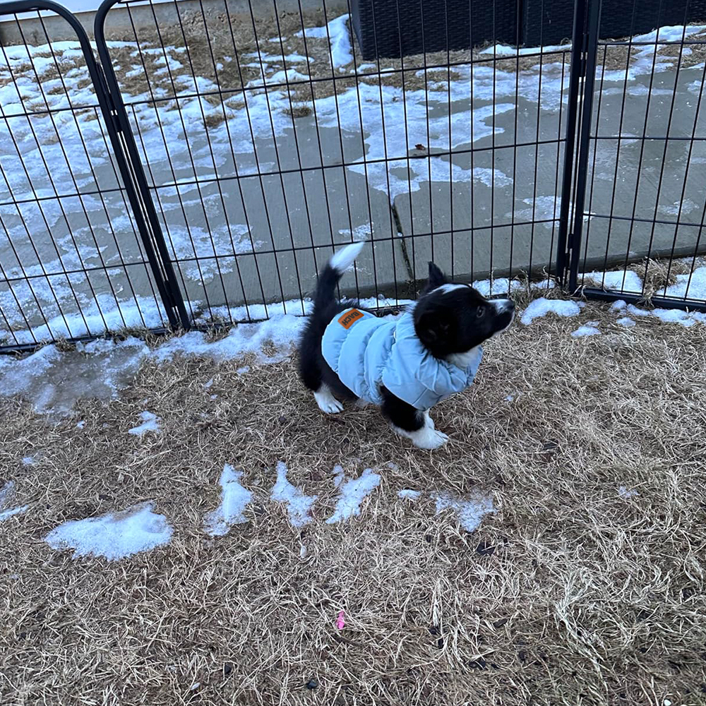 Personalized Leather Patch Pets Warm Puffer Jacket | BKPet140