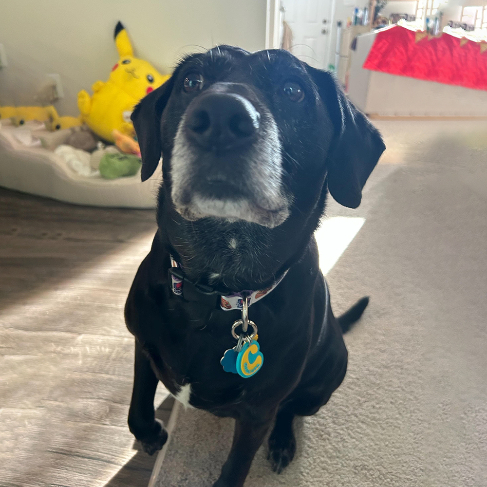 Personalized 3D Printed Initial Pet ID Tag | MNAccs132