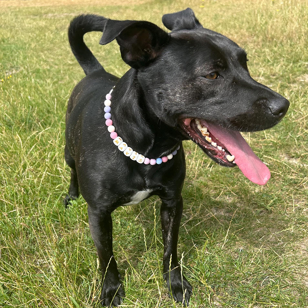 Personalized Handmade Beaded Adjustable Buckle Dog Collar | BKPet221