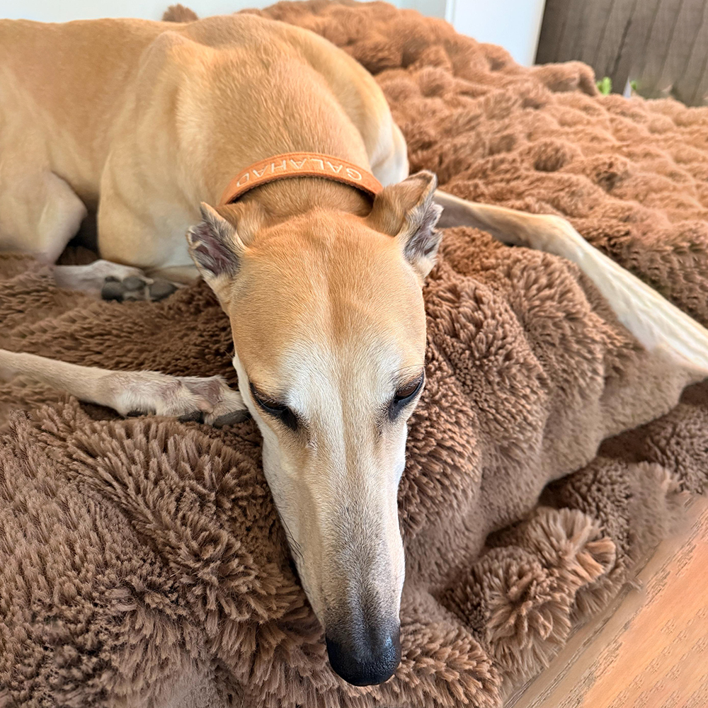 Personalized Embroidered Adjustable Velvet Pet Collar | BKPet425