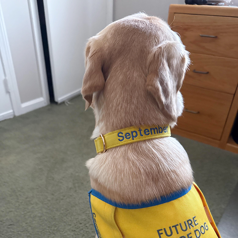 Personalized Embroidered Adjustable Velvet Pet Collar | BKPet425