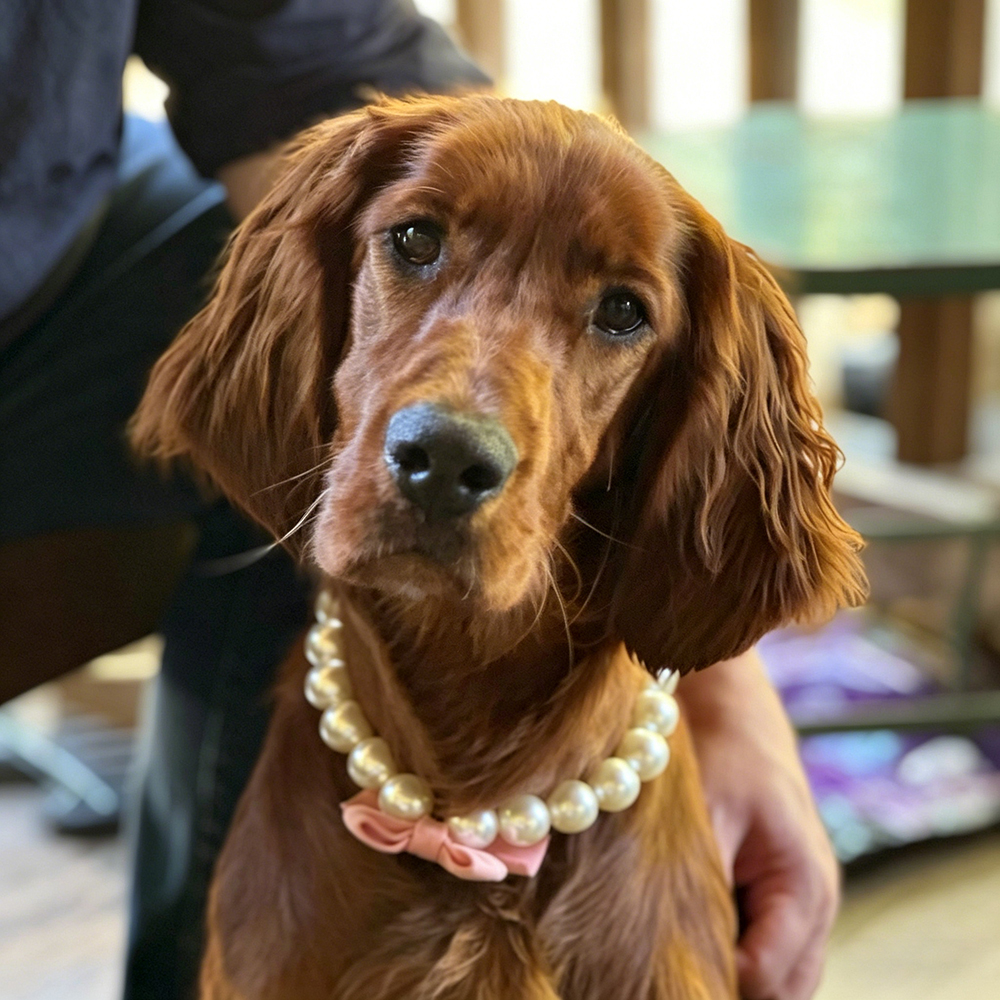 Personalized Handmade Pearl Pet Necklace with Bow | BKPet463