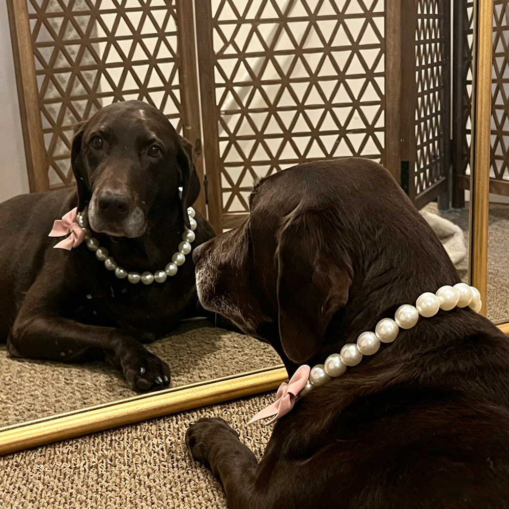 Personalized Handmade Pearl Pet Necklace with Bow | BKPet463