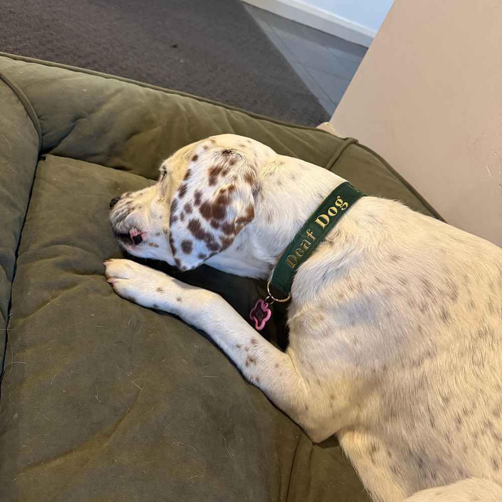 Personalized Embroidered Adjustable Velvet Pet Collar | BKPet425