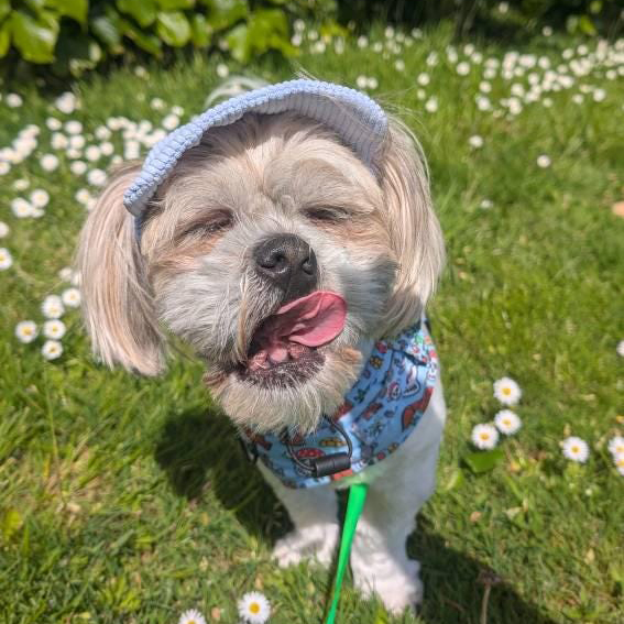 Personalized Corduroy Adjustable Pet Pet Baseball Cap | BKPet184