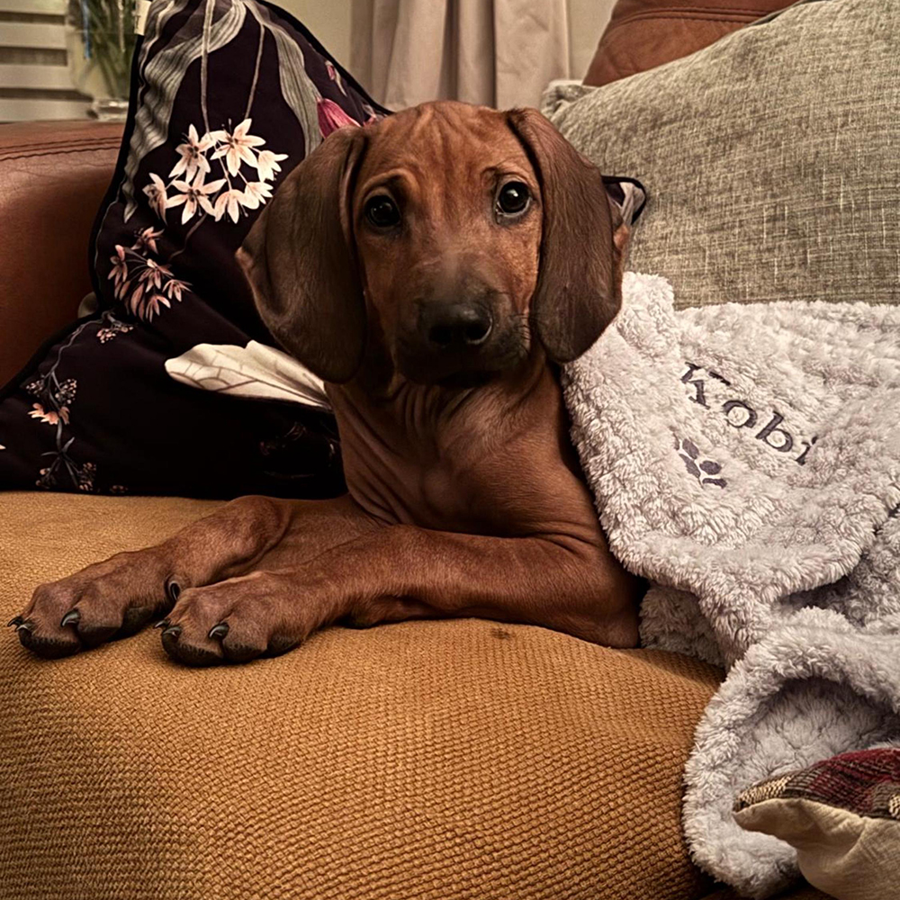 Personalized Embroidered Pet Soft Waffle Blanket | BKPet197