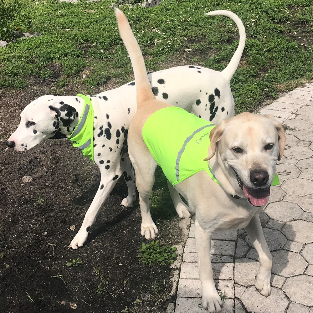 Personalized Pet Reflective Safety Bandana & Vest Set | BKPet163