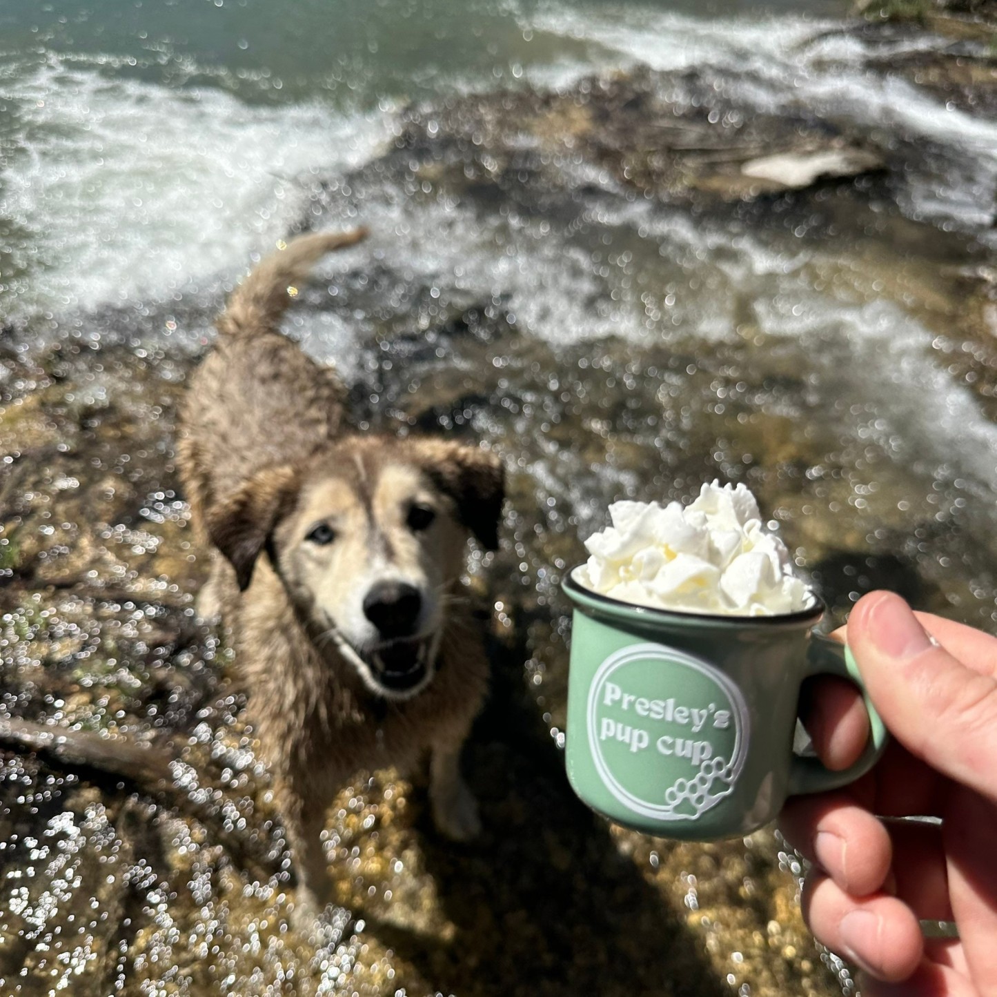 Personalized Pet 2oz Reusable Pup Cup Mug  | CWToy16