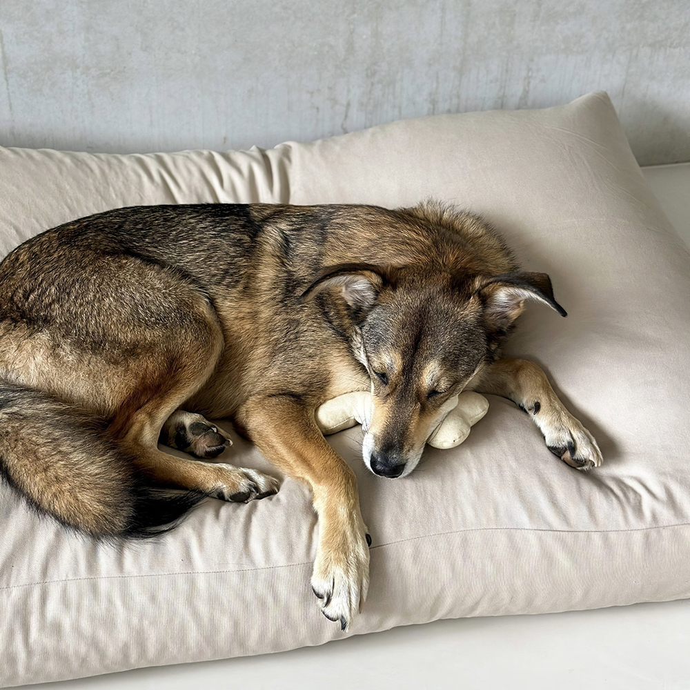 Personalized Puppy Gift Soft Bone Pillow Toy | BKPet129