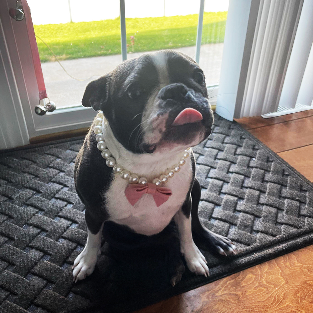 Personalized Handmade Pearl Pet Necklace with Bow | BKPet463