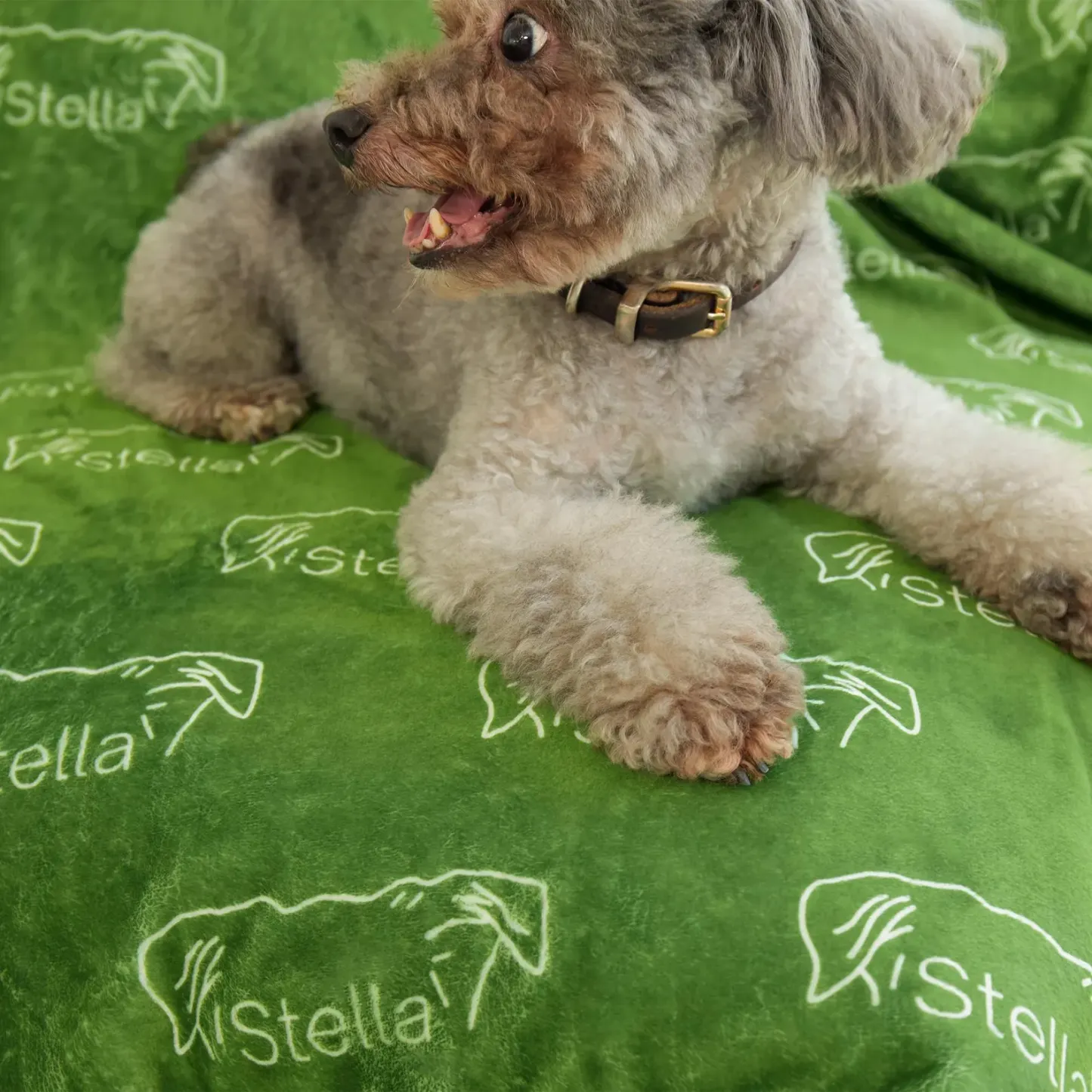 Personalized Lovely Pet Blanket for Comfort & Unique | BKPet102