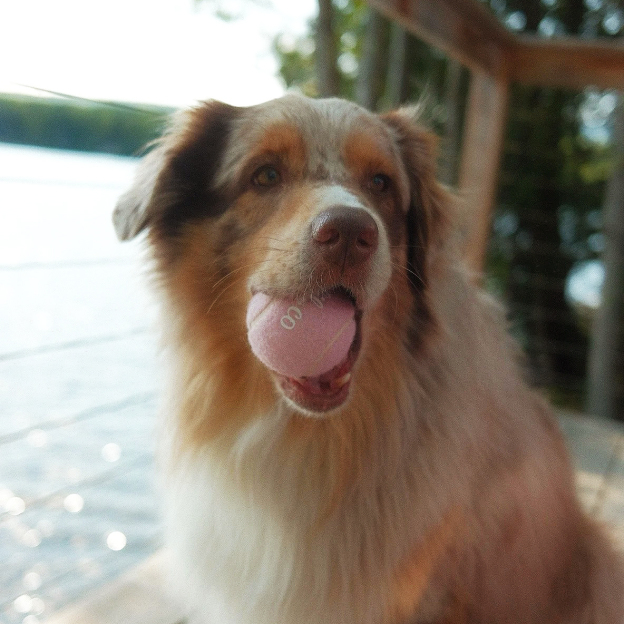 Personalized Pet Tennis Ball Toy | BKPet137