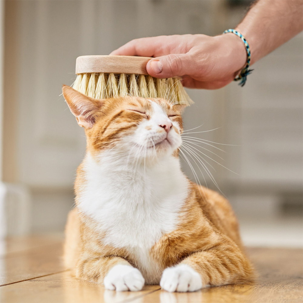 Personalized Pet Natural Beech Wooden Cut Brush | BKPet141