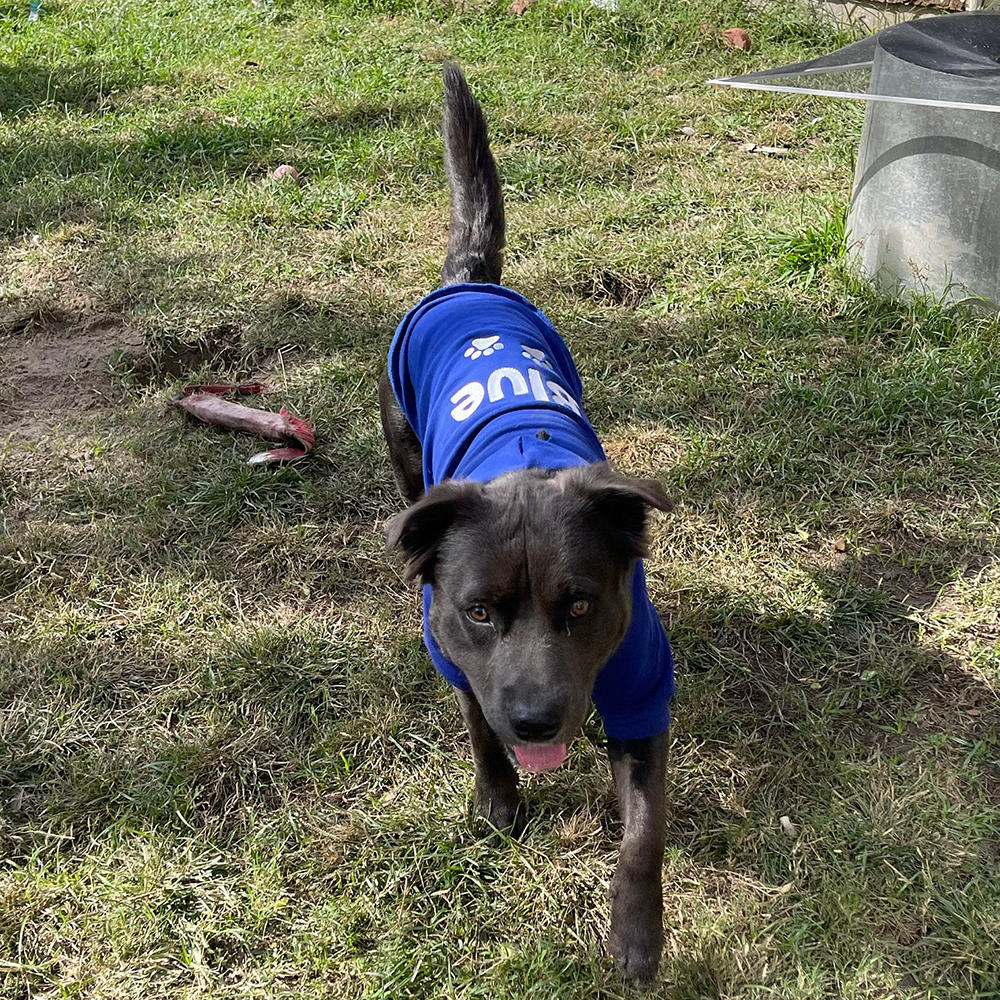 Personalized Warm Puppy Hoodie for Comfort & Unique | BKPet22