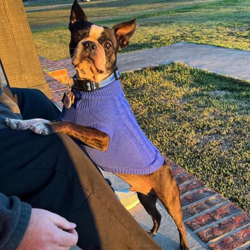 Personalized Hand Embroidery Pets Colourful Sweater | BKPet233