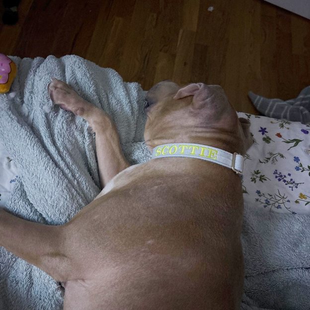 Personalized Embroidered Adjustable Velvet Pet Collar | BKPet425