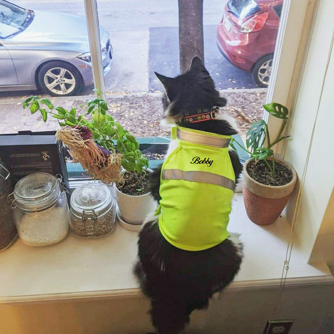 Personalized Pet Reflective Safety Bandana & Vest Set | BKPet163