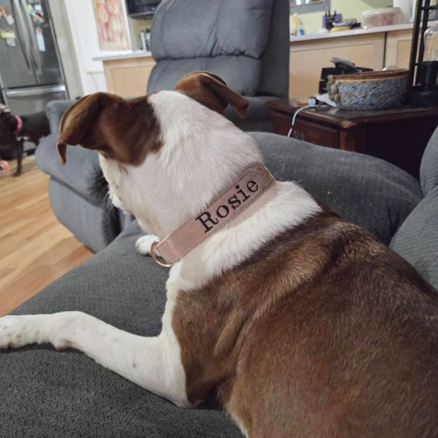 Personalized Embroidered Adjustable Velvet Pet Collar | BKPet425