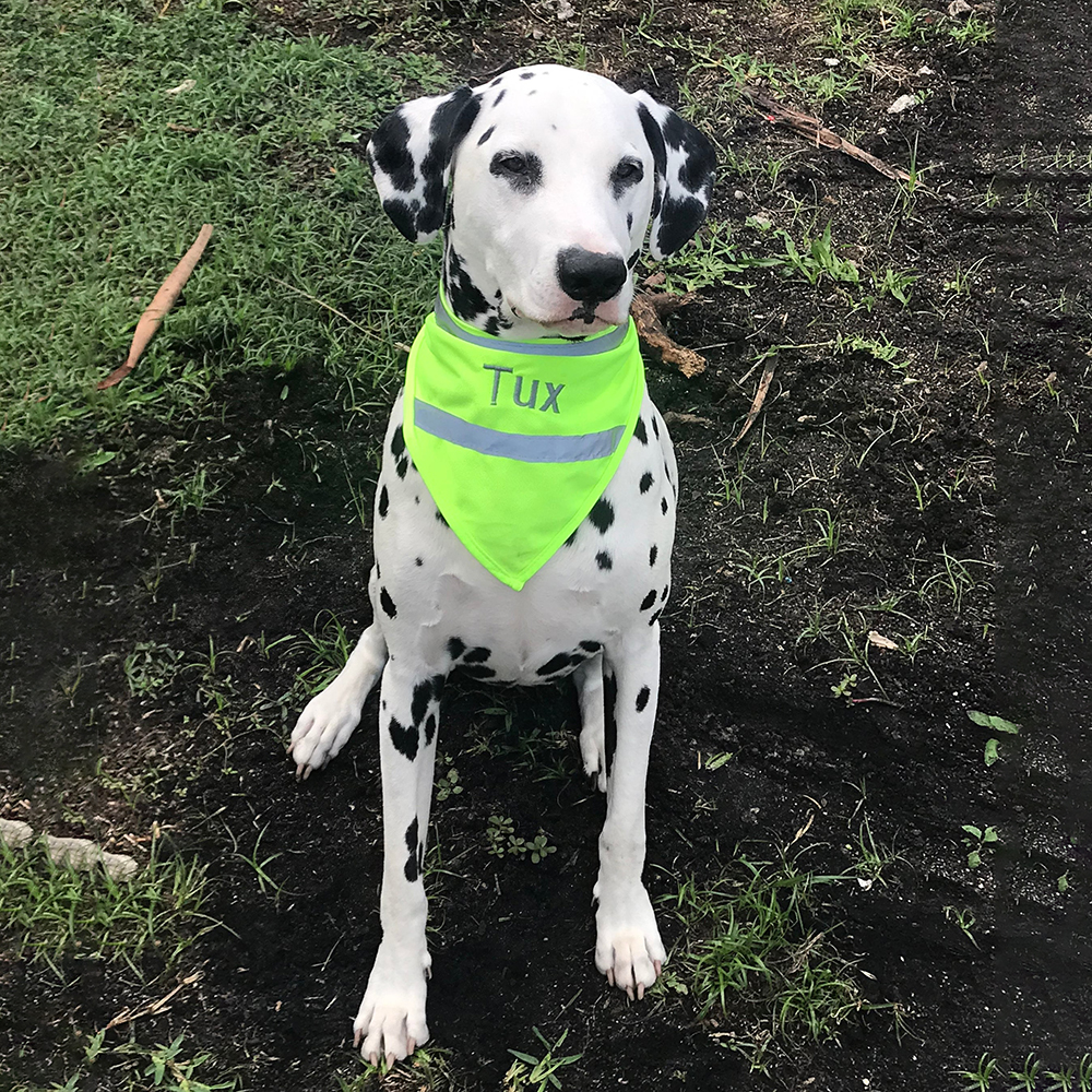Personalized Pet Reflective Safety Bandana & Vest Set | BKPet163