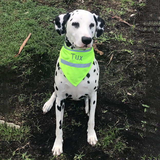 Personalized Pet Reflective Safety Bandana & Vest Set | BKPet163