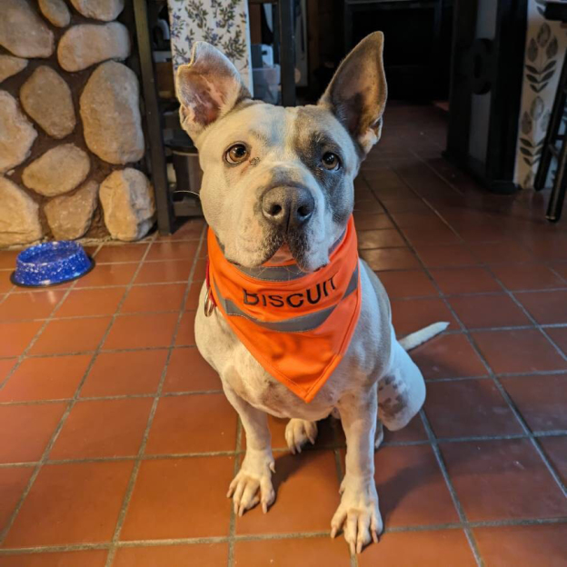 Personalized Pet Reflective Safety Bandana & Vest Set | BKPet163