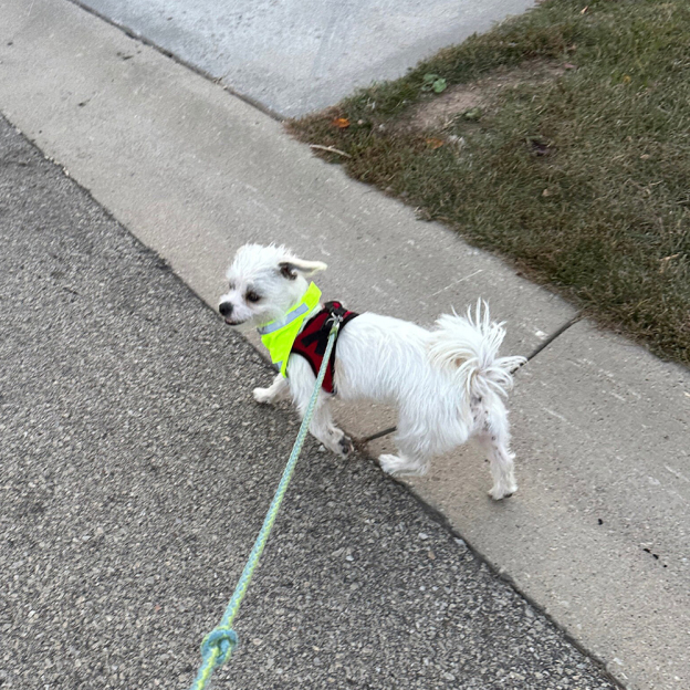 Personalized Pet Reflective Safety Bandana & Vest Set | BKPet163