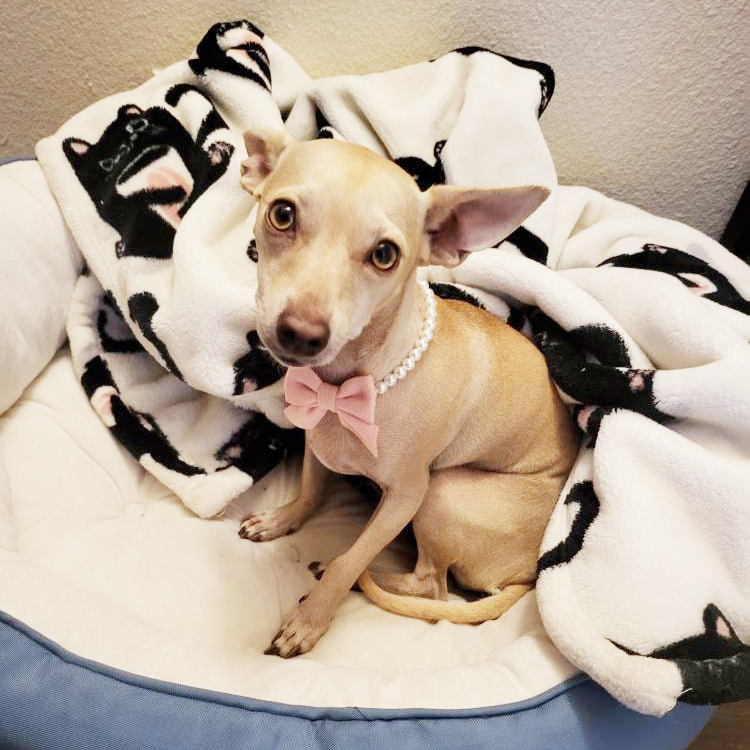 Personalized Handmade Pearl Pet Necklace with Bow | BKPet463
