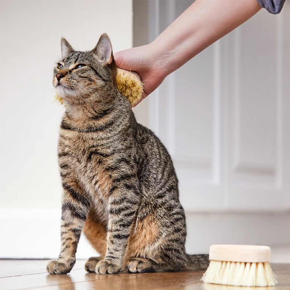Personalized Pet Natural Beech Wooden Cut Brush | BKPet141