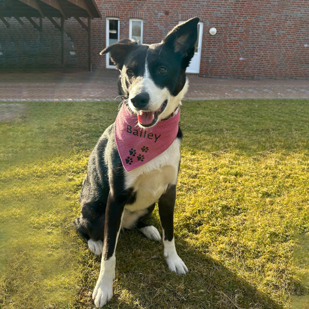 Personalized Dog Scarf Cotton Muslin for Comfort & Unique | BKPet156