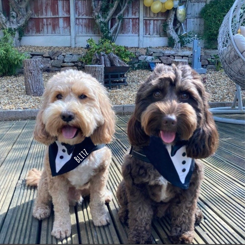 Personalized Wedding Pet Bow Tuxedo Suit | BKPet157