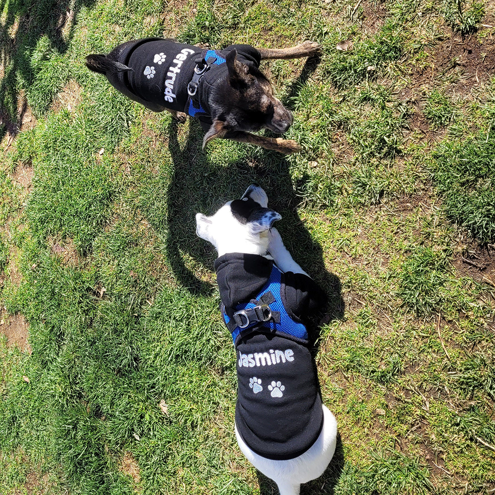 Personalized Warm Puppy Hoodie for Comfort & Unique | BKPet22